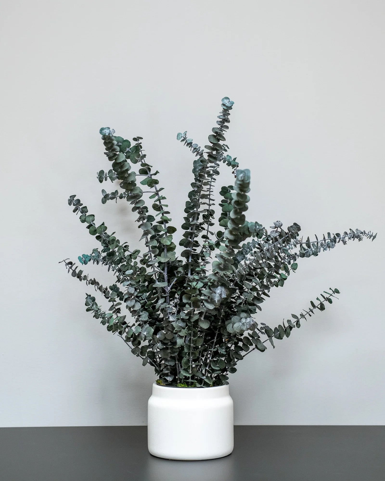 Konserverad Eucalyptus Baby Blue krukväxt i grön eller röd variant