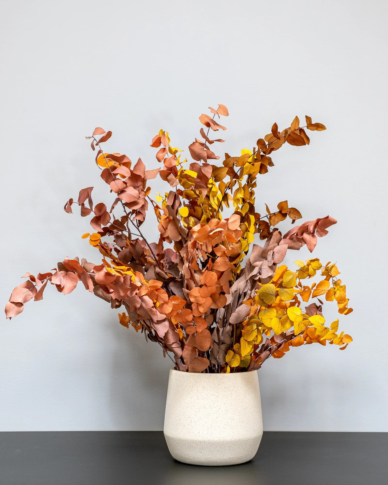 Konserverad Eucalyptus Stuartiana krukväxt med storleksvarianter 60 cm och 80 cm