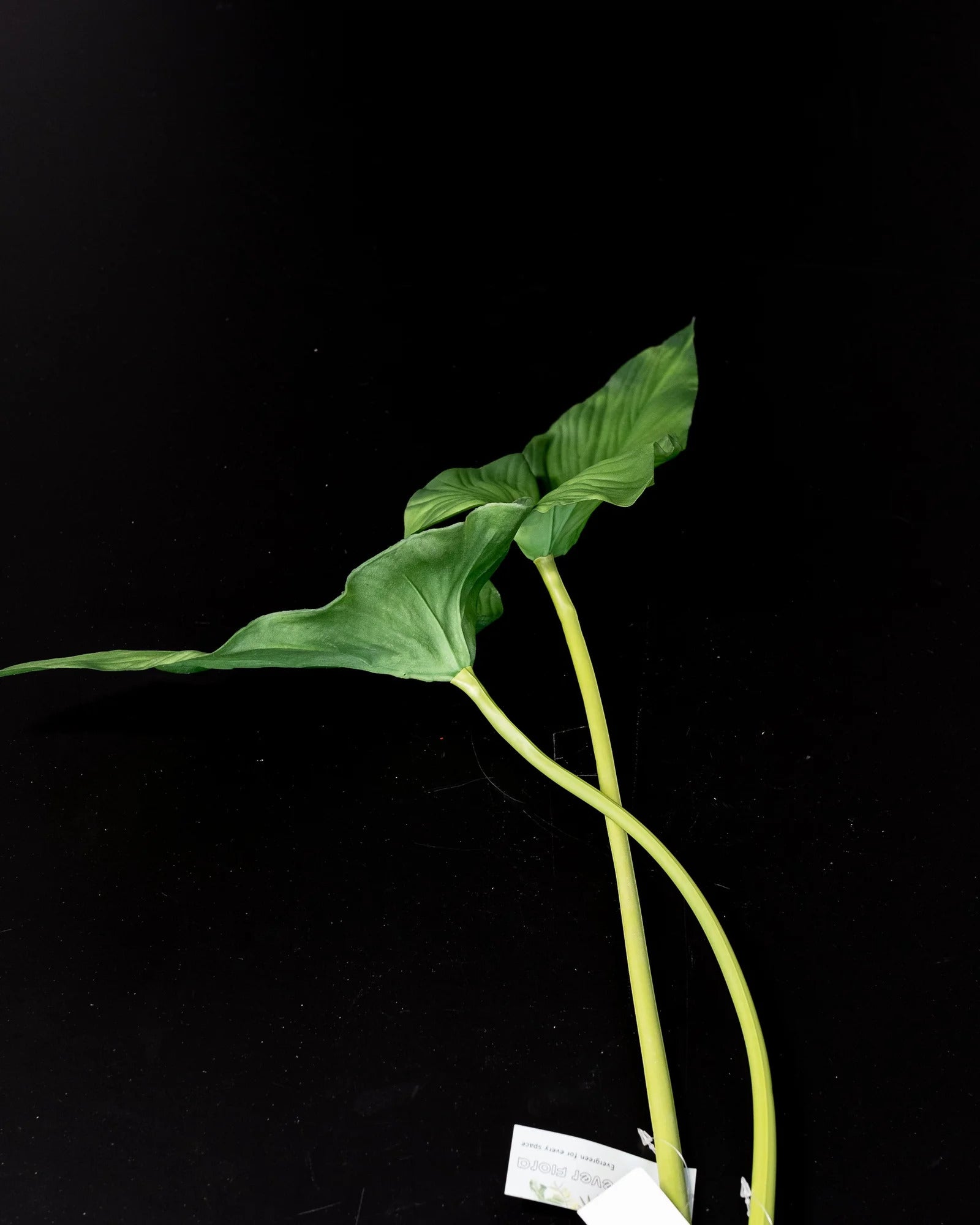 Detaljbild av Konstgjort Alocasia cucullata blad – 75 cm