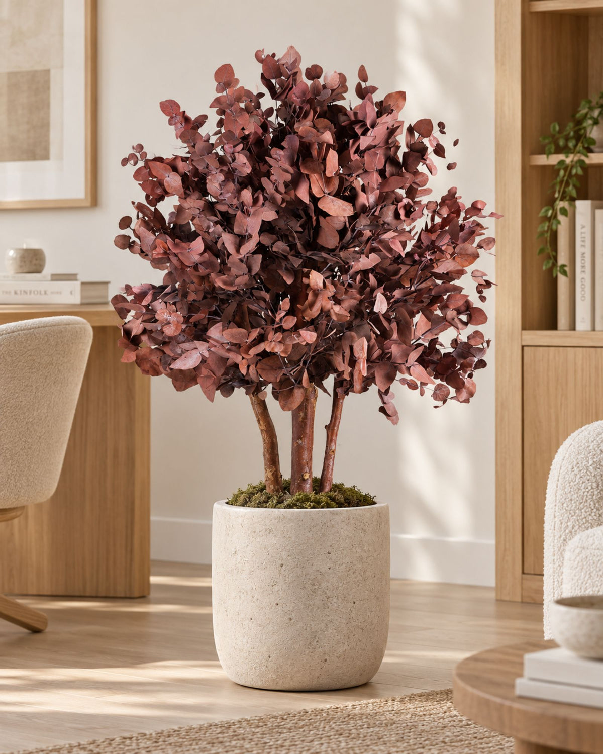 Konserveret Eucalyptus Populus-busktræ 80–110 cm
