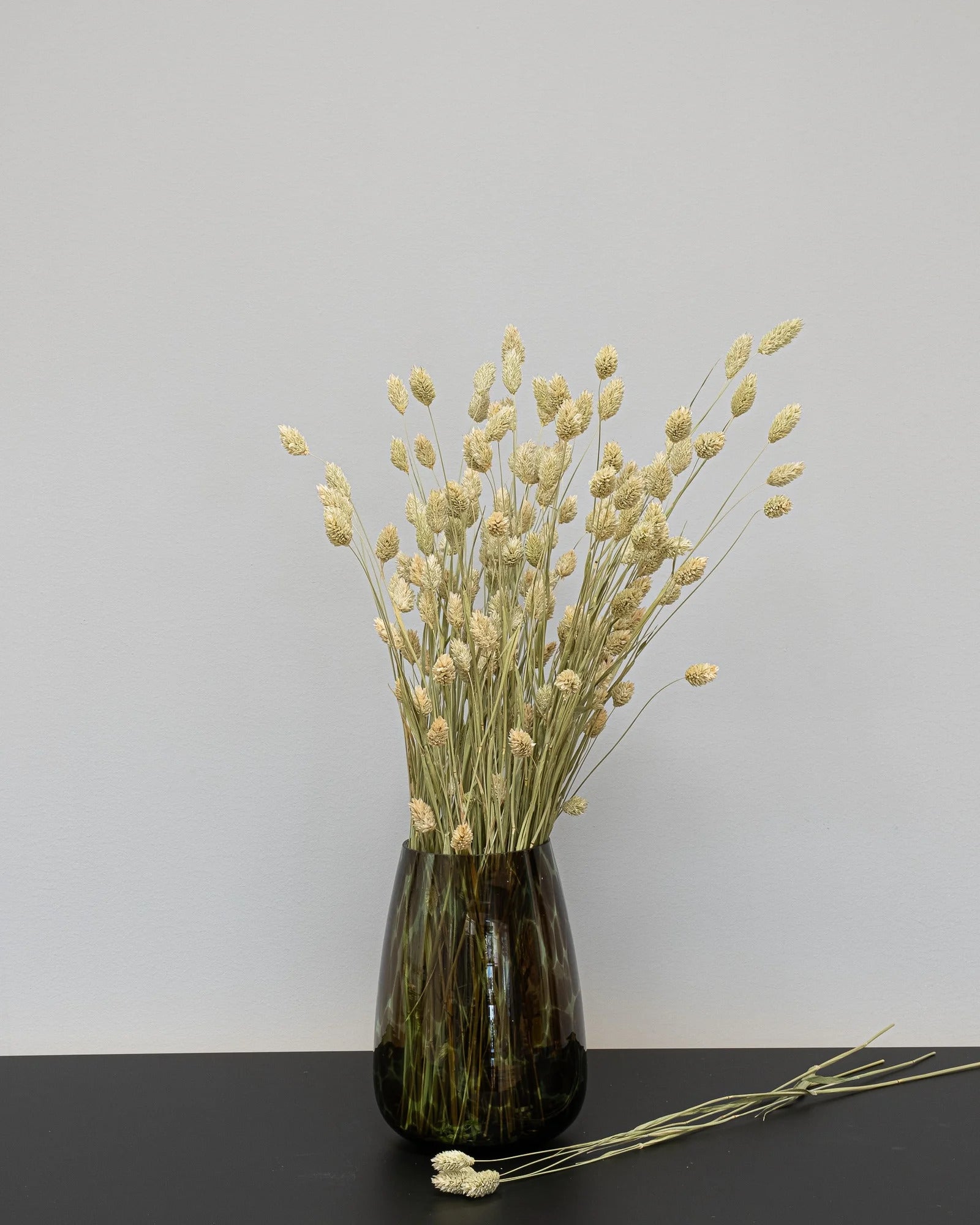Phalaris – torkade blommor i Svart