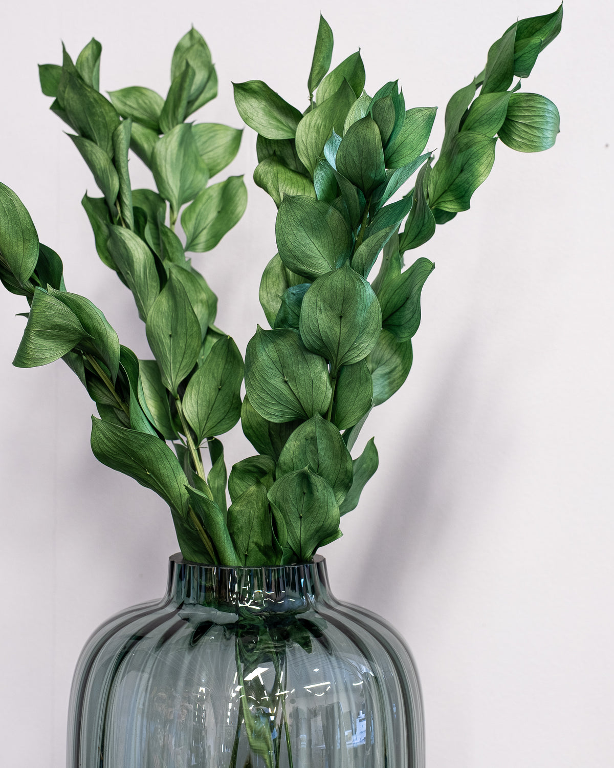 Ruscus Gigant Grøn – konserveret plante