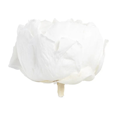 Detaljbild av Konserverad Pion - Peony