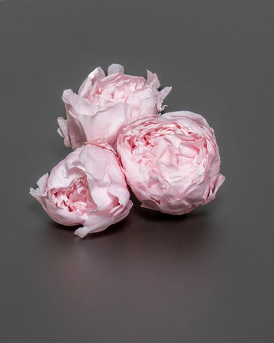 Konserverad Pion - Peony för buketter och blomsterarrangemang
