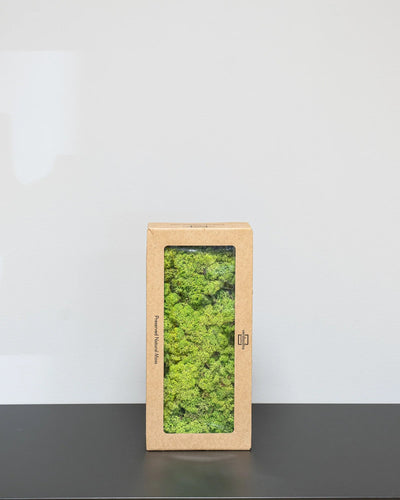 Konserverad renlav – reindeer moss – konserverad mossa från Forever Flora – Vit