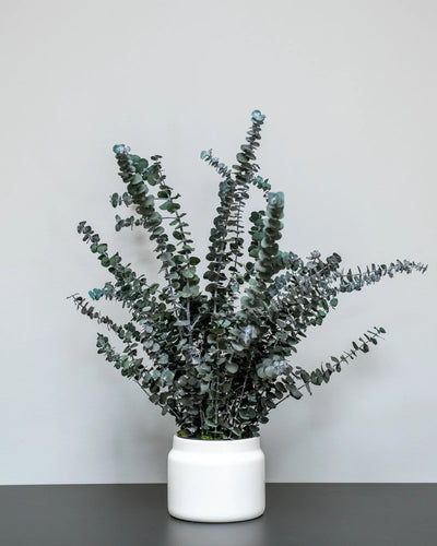Konserverad Eucalyptus Baby Blue krukväxt i grön eller röd variant