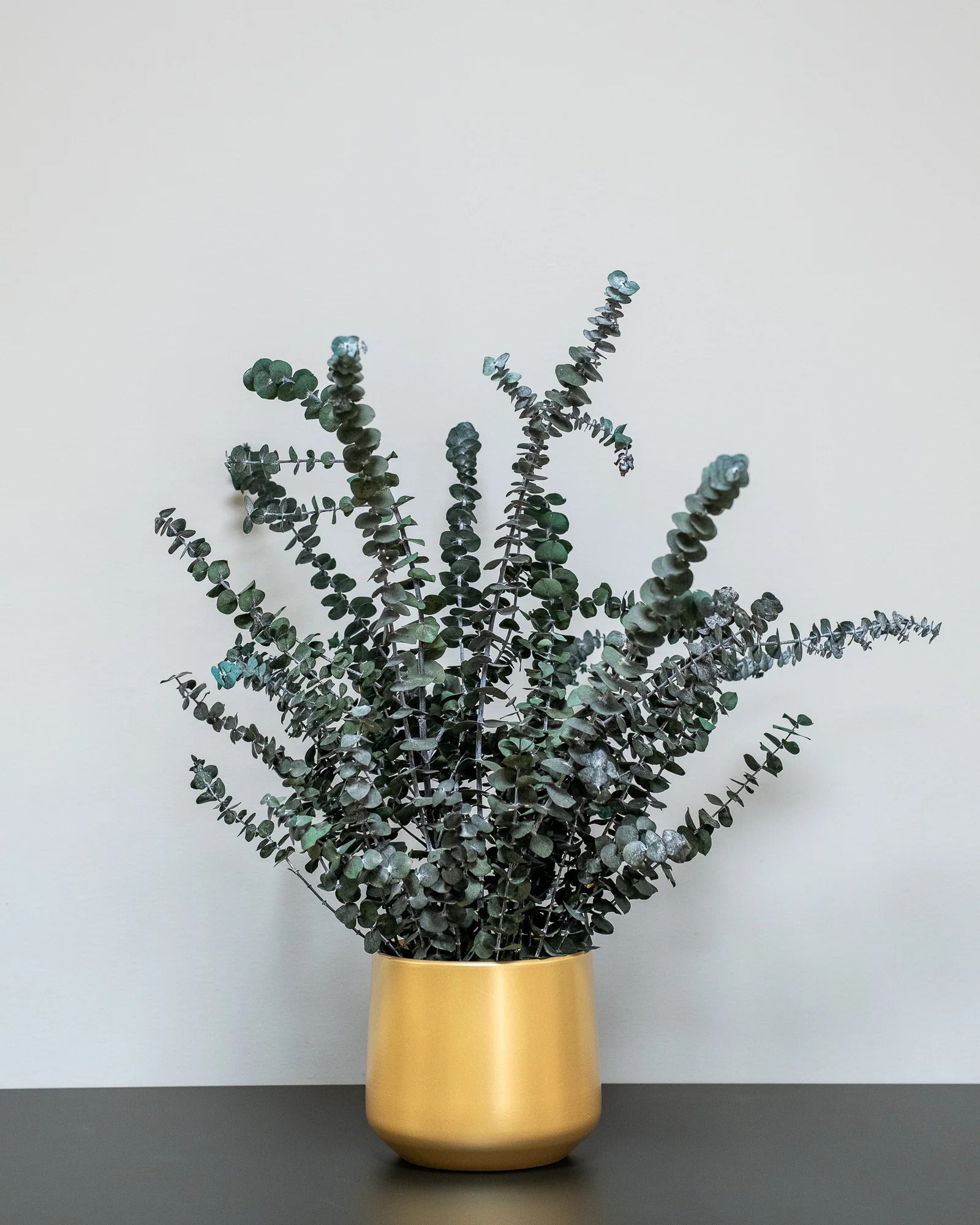 Konserverad Eucalyptus Baby Blue krukväxt – konserverad krukväxt från Forever Flora