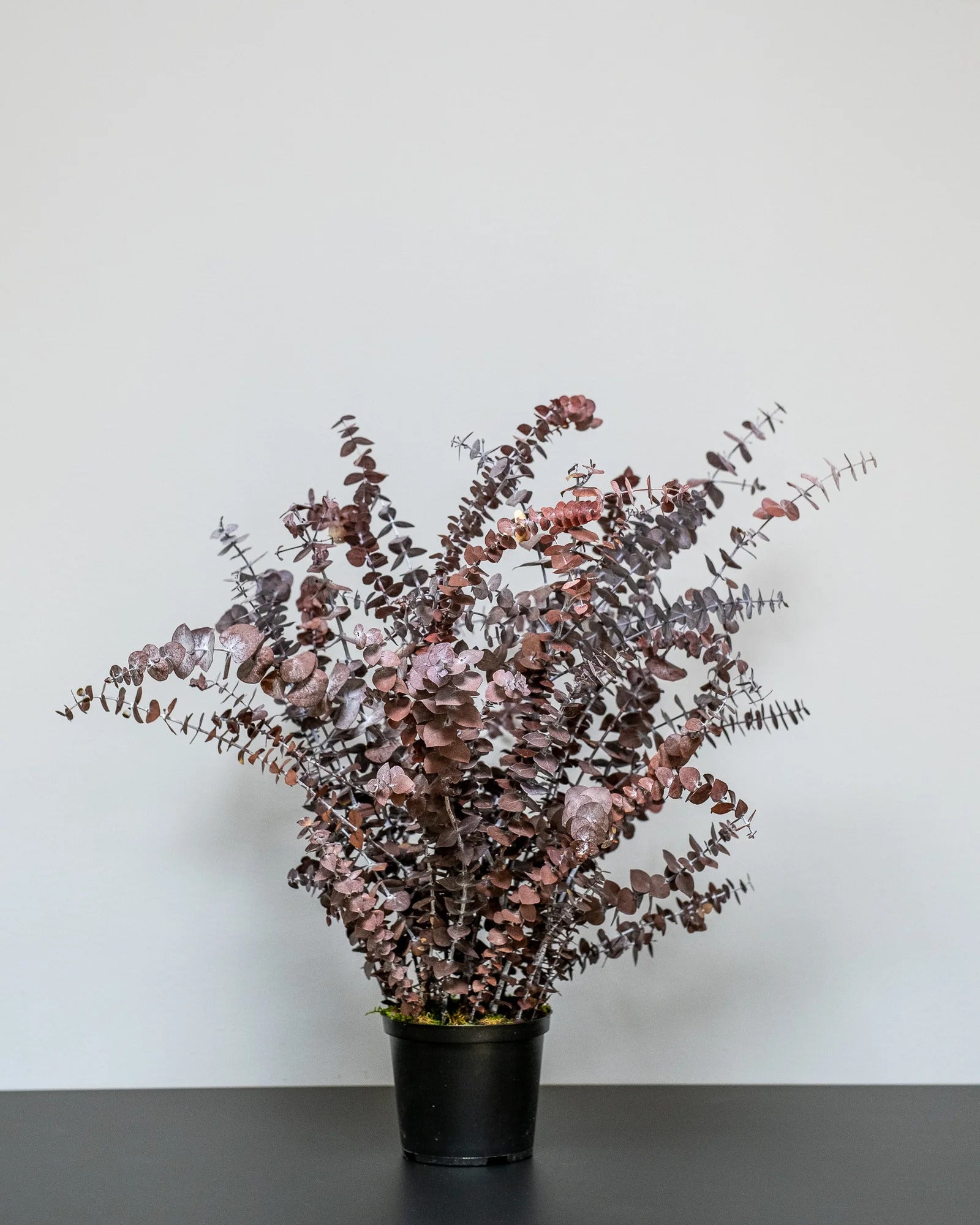 Konserverad Eucalyptus Baby Blue krukväxt i färgvariant grön och röd