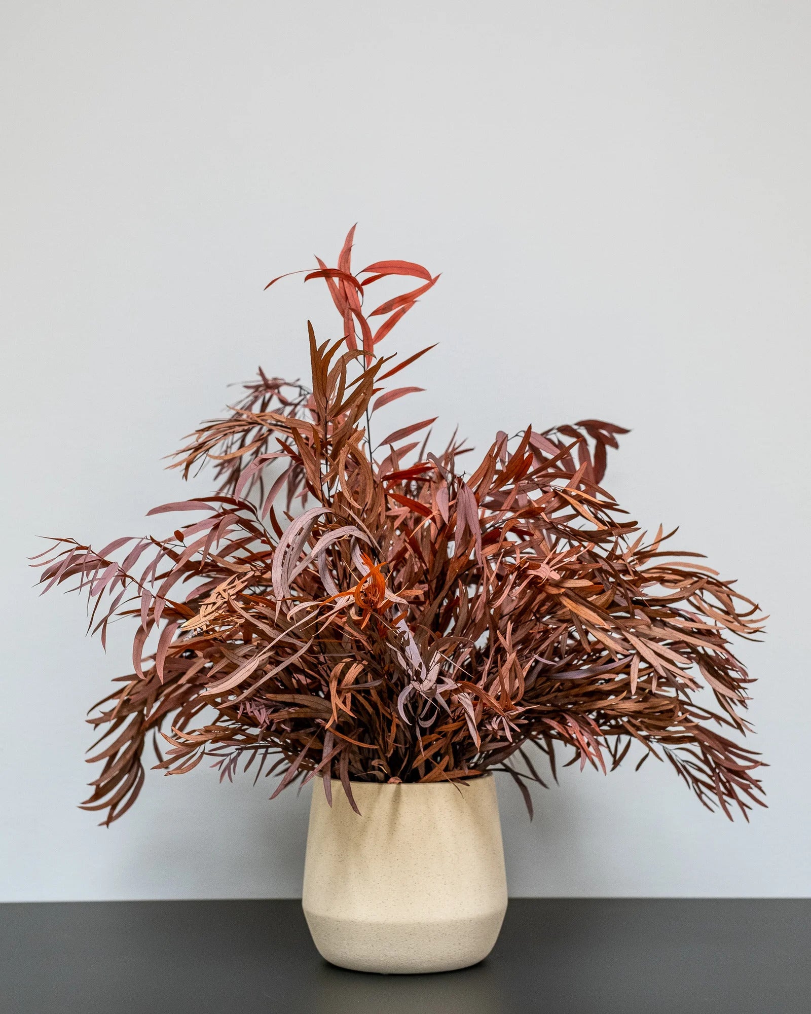 Konserverad Eucalyptus Nicoli krukväxt – konserverad krukväxt från Forever Flora