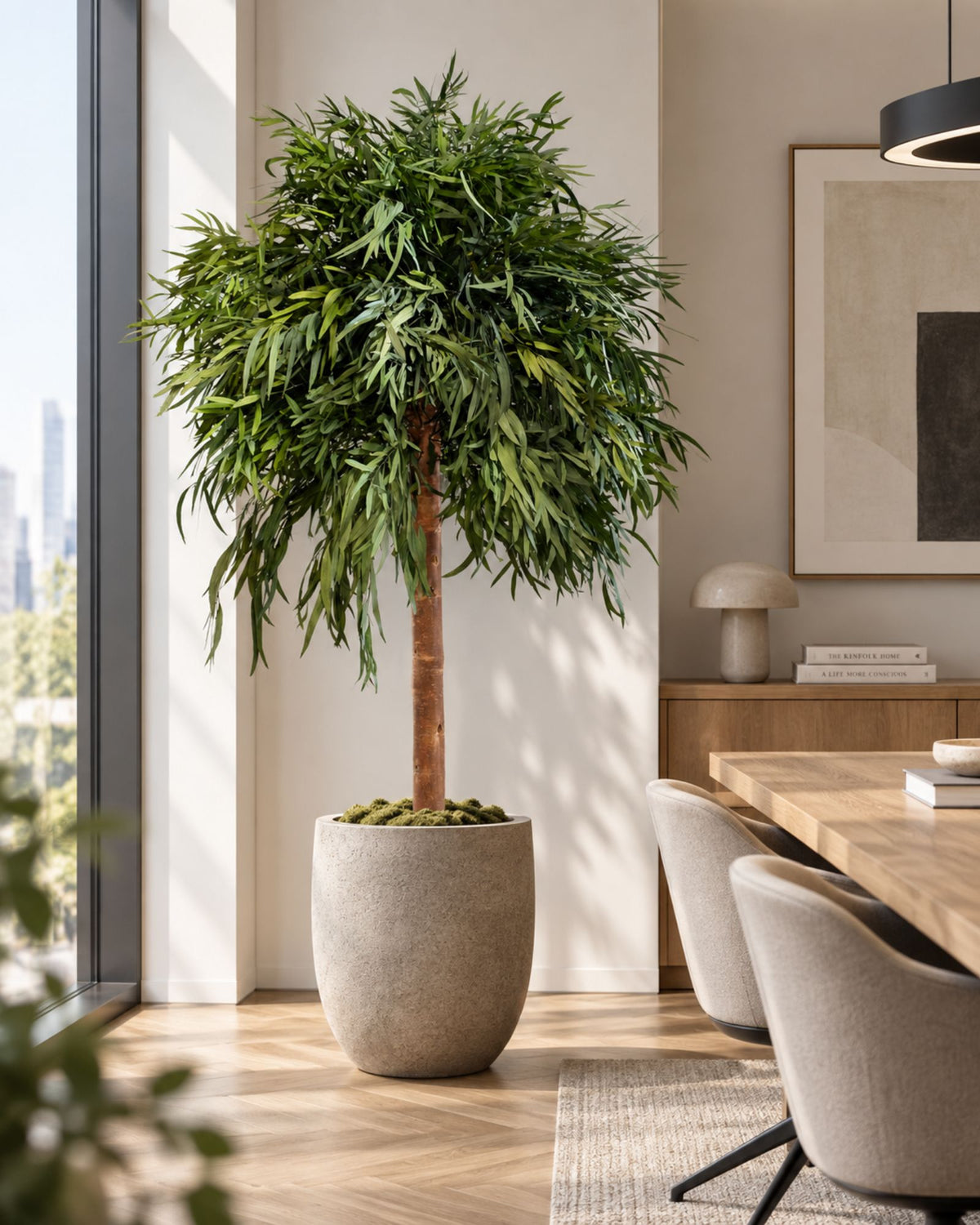 Konserveret Eucalyptus Nicoli-træ med krone 130–240 cm