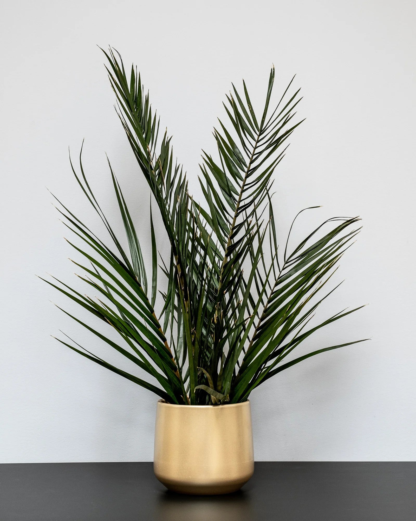 Konserverad palm som krukväxt – konserverad krukväxt från Forever Flora