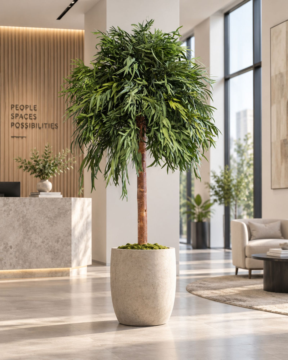 Konserveret Eucalyptus Nicoli-træ med krone 130–240 cm