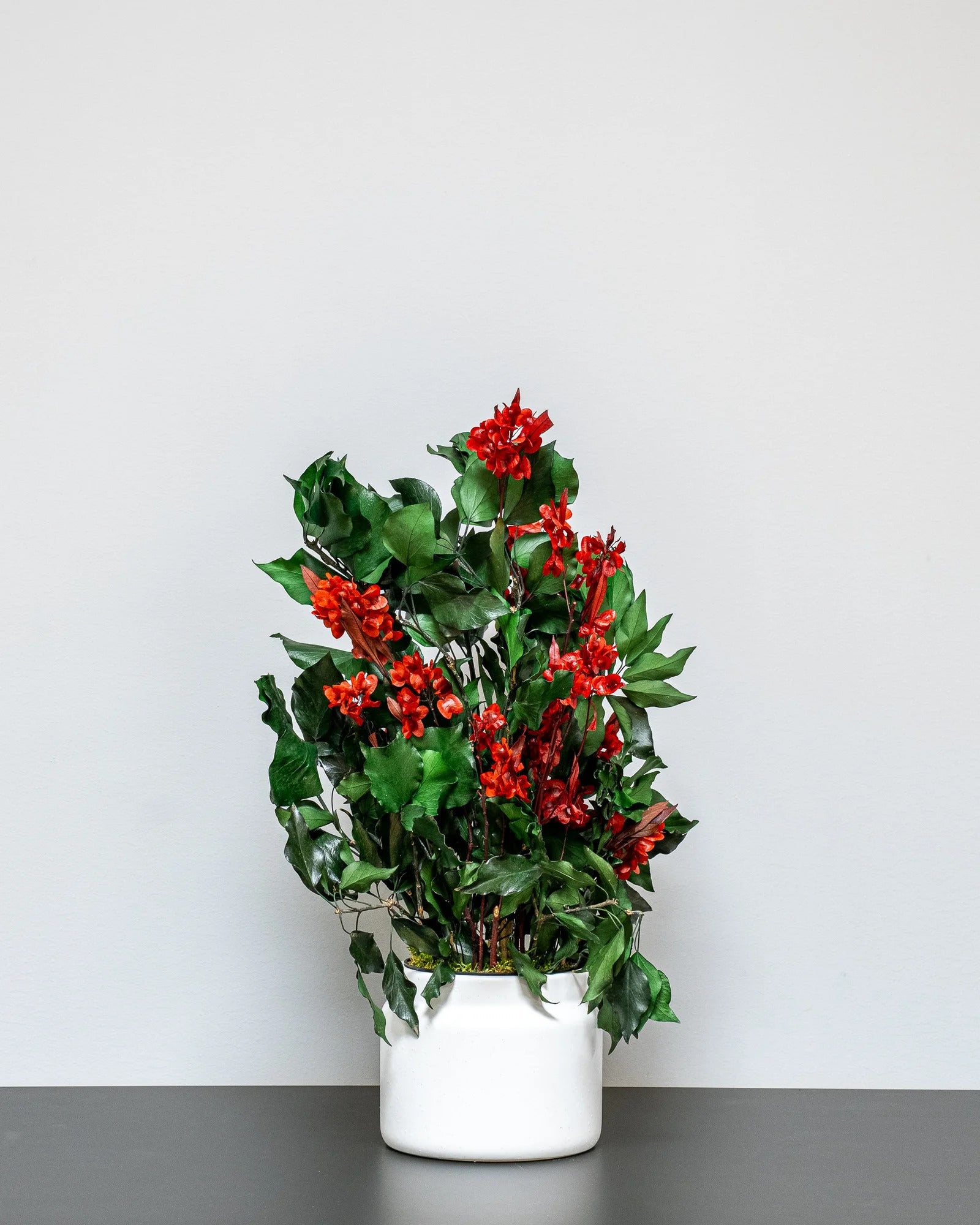 Konserverad Ivy Ruberia krukväxt röd för styling av entré, kontor eller butik