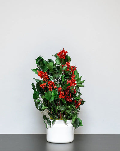Konserverad Ivy Ruberia krukväxt röd för styling av entré, kontor eller butik
