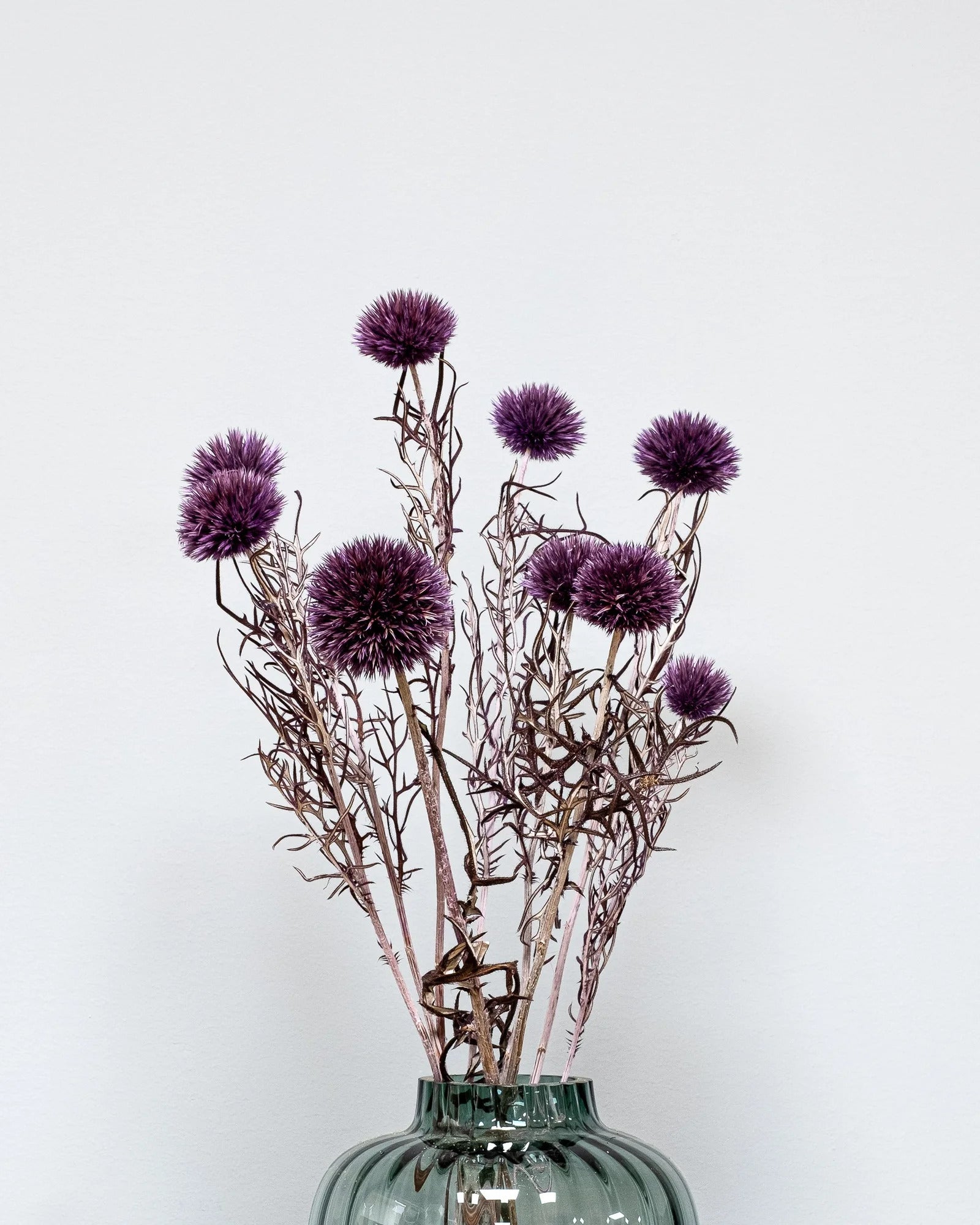 Konserverad blomma med detaljer från Bolltistel Gigant