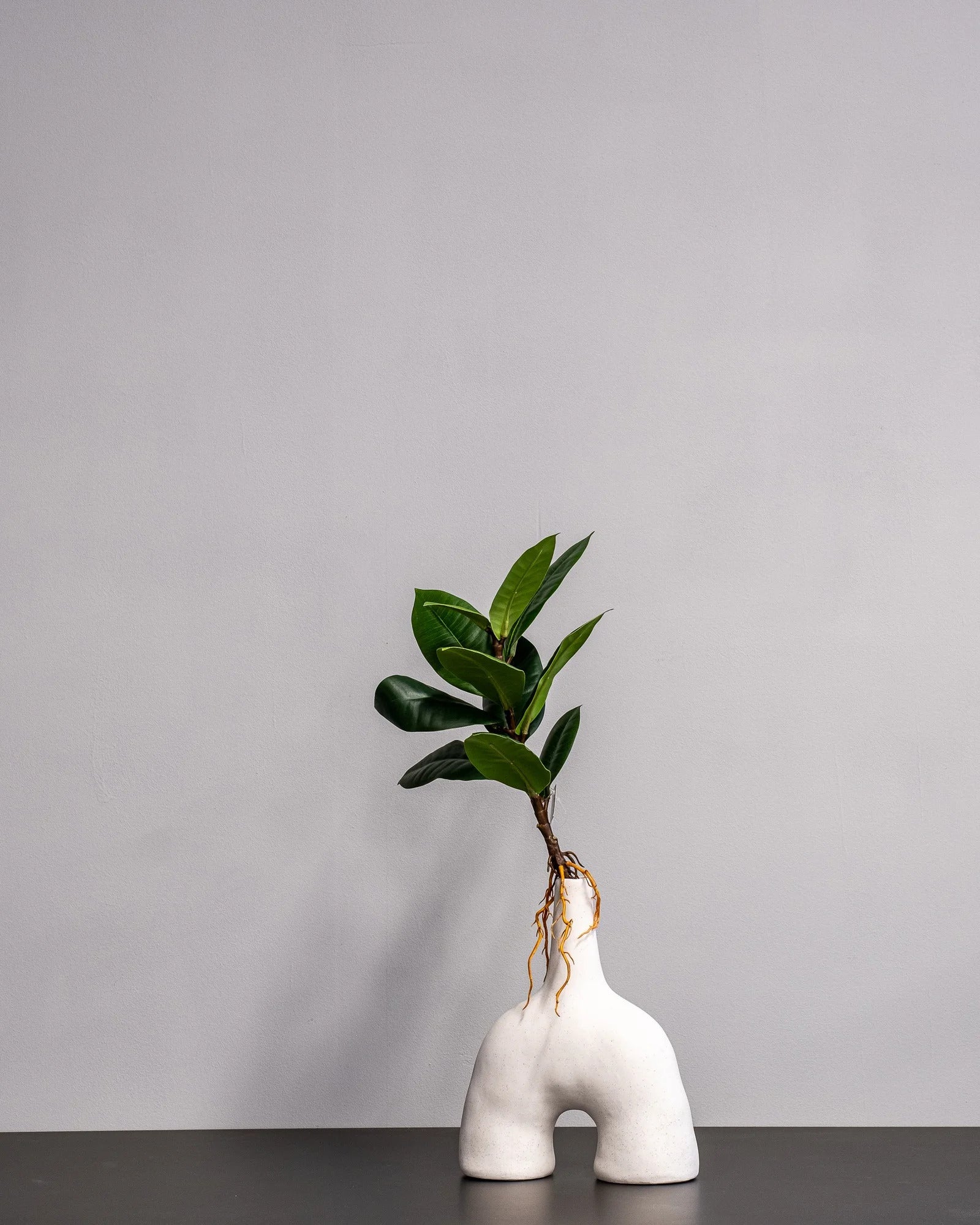 Konstgjord Ficus Obliqua bladdekoration – 35 × 23 cm – konstgjord växt från Forever Flora