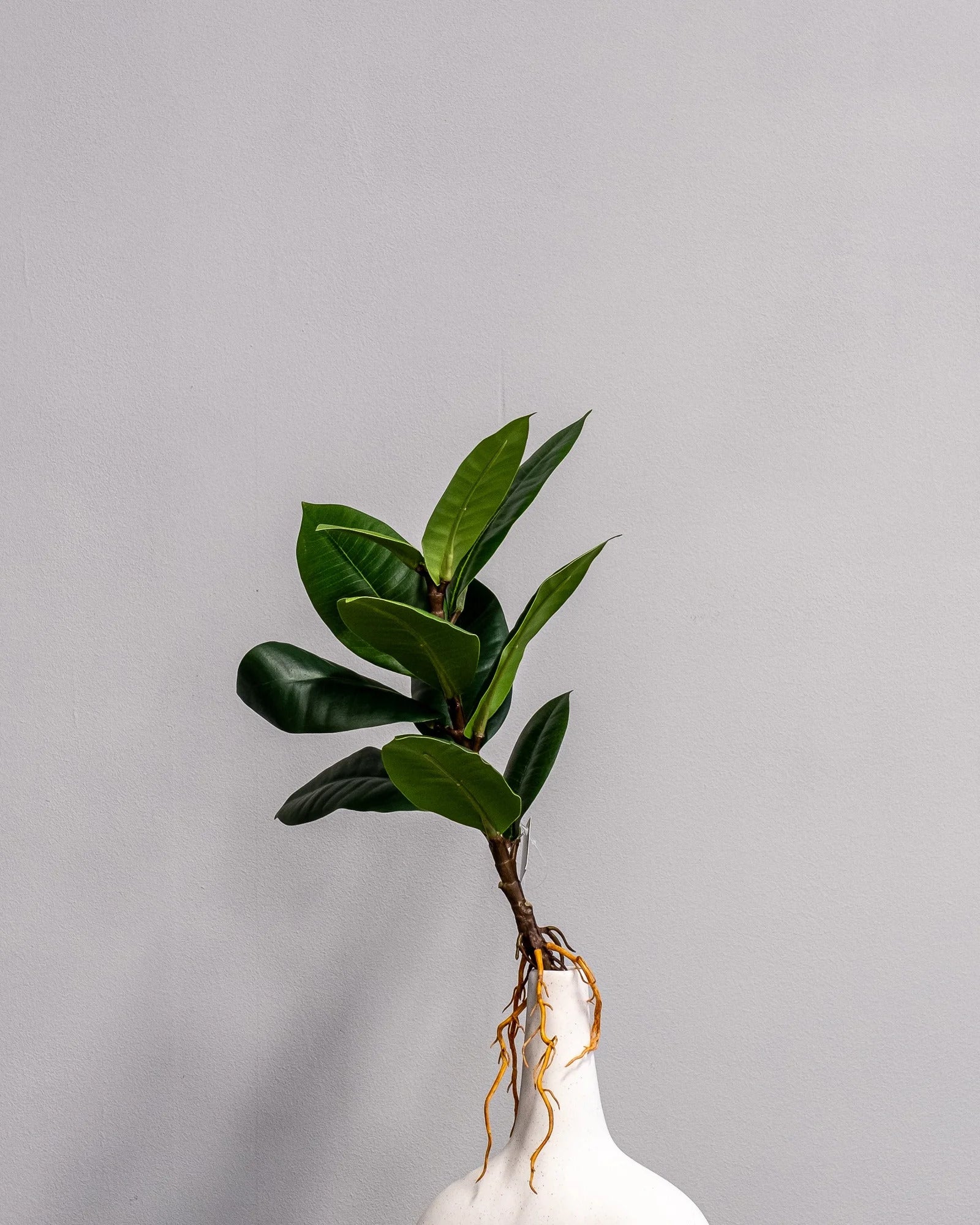 Konstgjord Ficus Obliqua bladdekoration – 35 × 23 cm som dekorativ produkt för hem och inredning