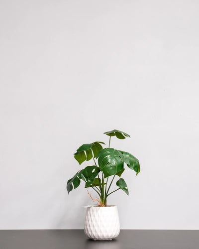 Konstgjord Monstera krukväxt med keramikkruka – 45 cm – konstgjord växt från Forever Flora