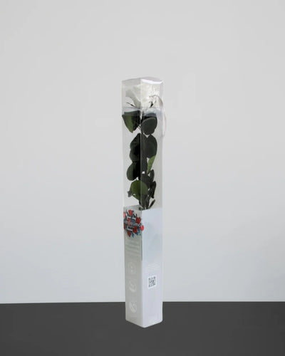 Produktvy av Singel Evighetsros 60 cm med bevarad rosform