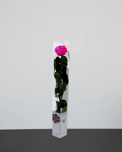 Singel Evighetsros 60 cm för egna blomsterarrangemang