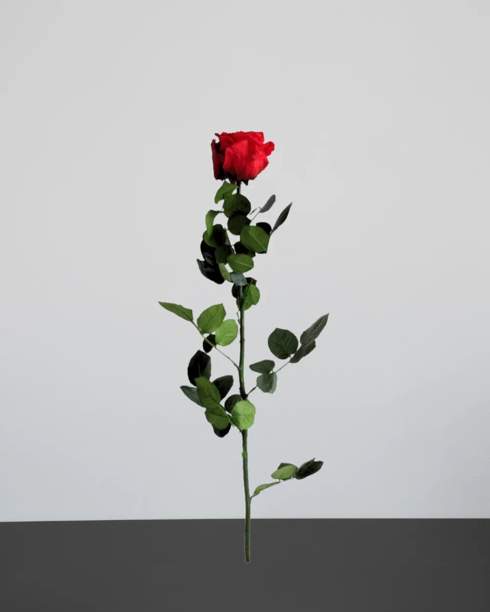 konserverad rosdekoration med Singel Evighetsros 60 cm