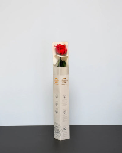Produktvy med konserverad ros i Singel Evighetsros 60 cm