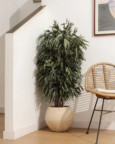 Konserveret piletræ Willow – busktræ til styling af entré, kontor eller butik