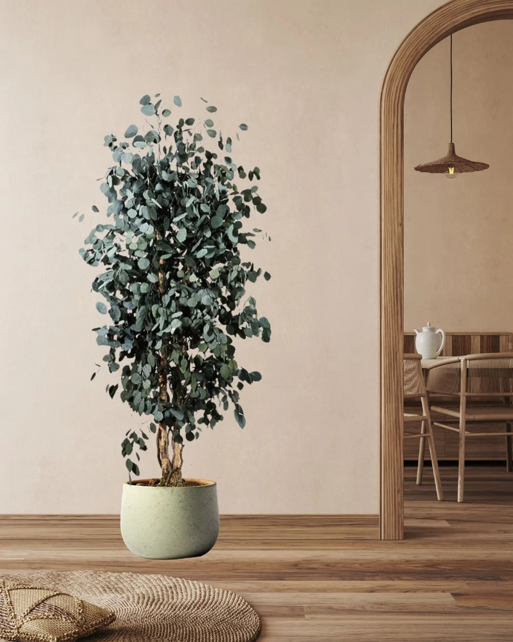 Konserverat eukalyptusträd Populus – Slim för styling av entré, kontor eller butik