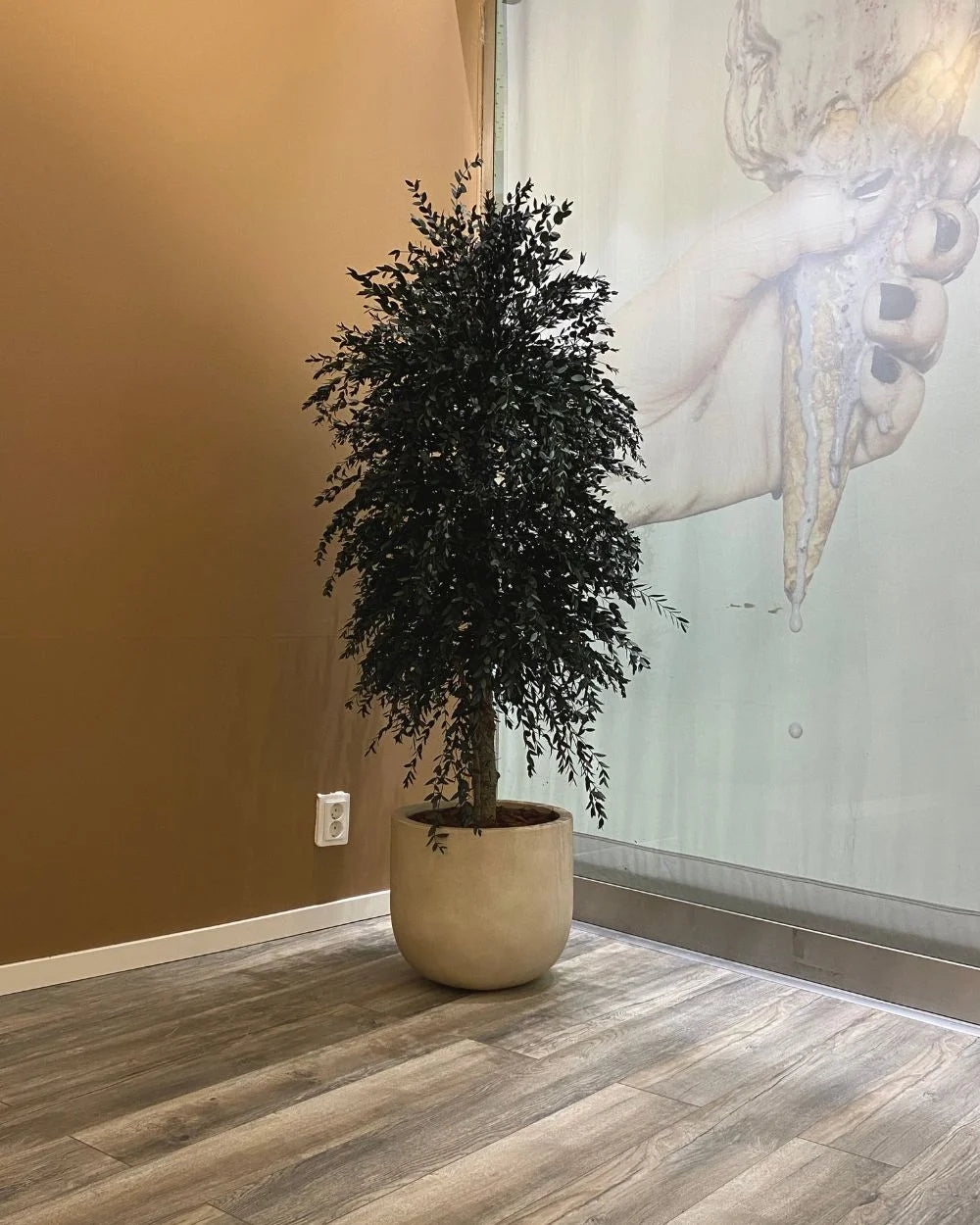 Konserverat träd med Eucalyptus Parvifolia