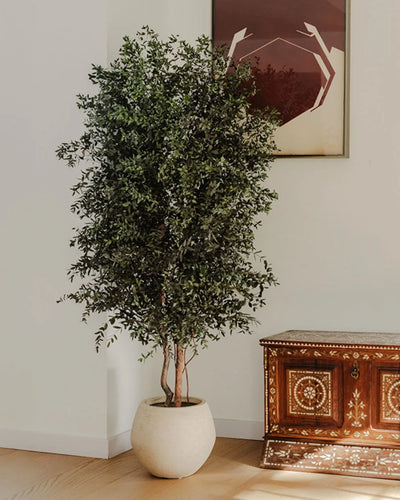 Eucalyptus Parvifolia in a Preserved Tree for Indoor Use