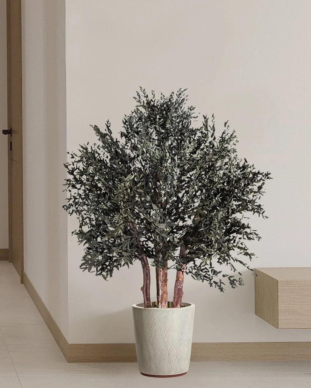 Konserverat eukalyptusträd Parvifolia – Buskträd för styling av entré, kontor eller butik