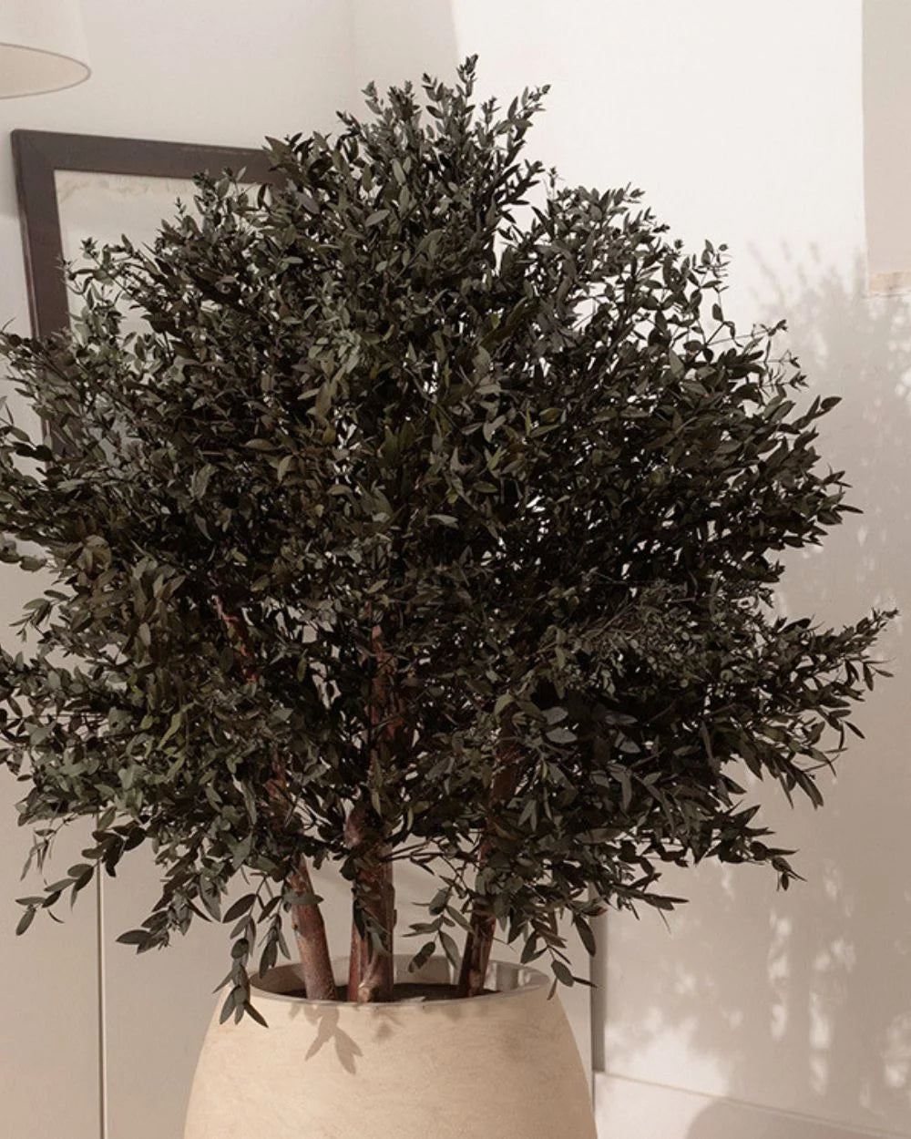 Konserverat eukalyptusträd Parvifolia – Buskträd med storleksvarianter 80 cm och 110 cm