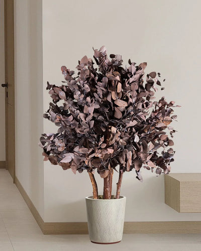 Decorative Variant of Preserved Eucalyptus Tree Cinerea – Bush Tree