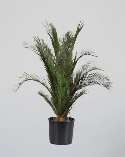Preserved Palm Tree for Interiors – Preserved Tree from Forever Flora