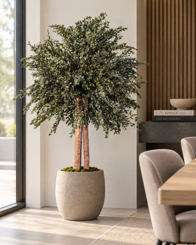 Preserved Eucalyptus Tree Parvifolia – Shrub Tree