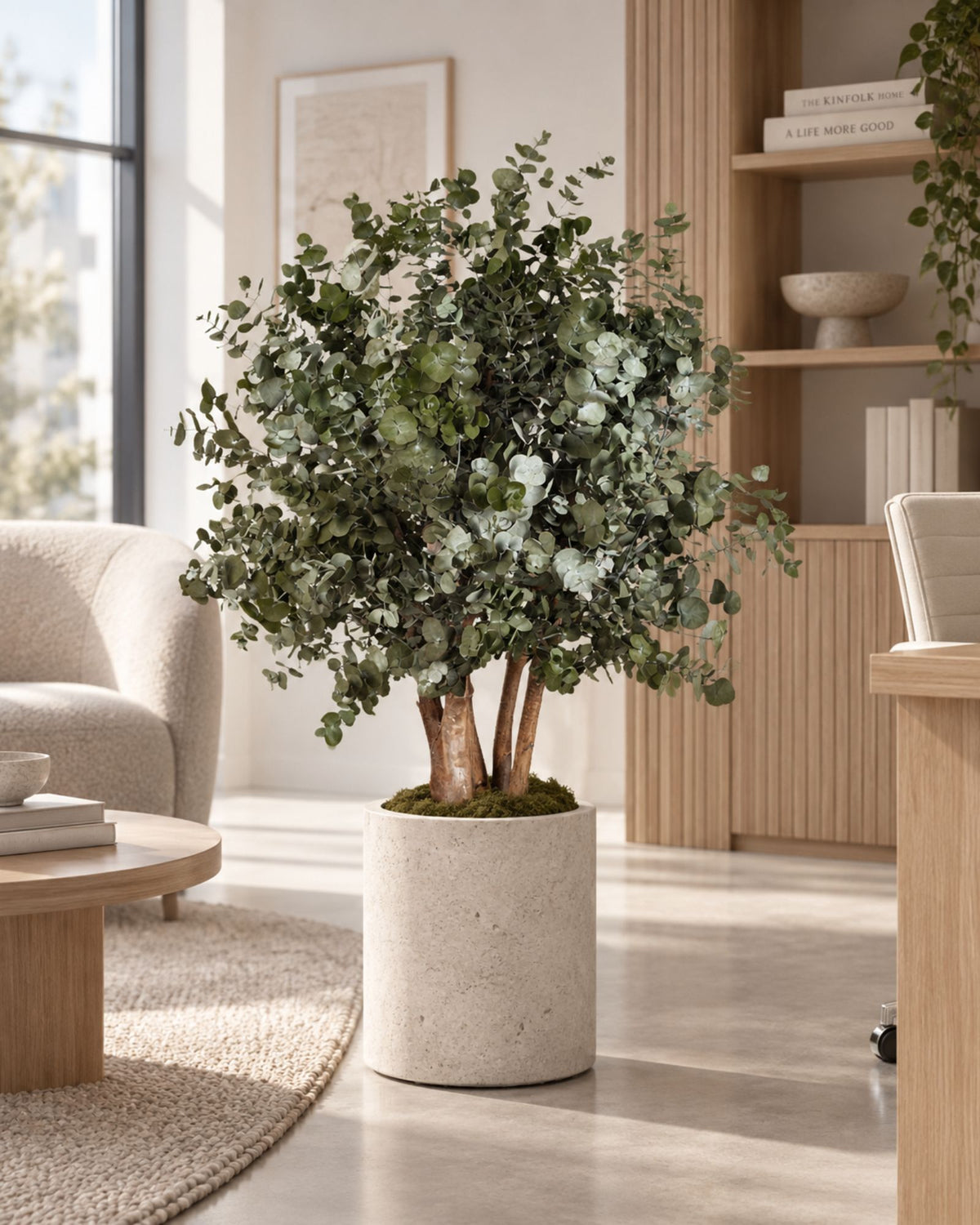 Konserveret Eucalyptus Populus-busktræ 80–110 cm