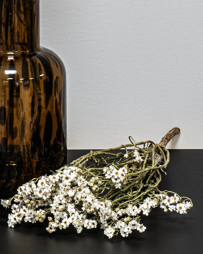 Närbild på torkade blommor i Ixodia