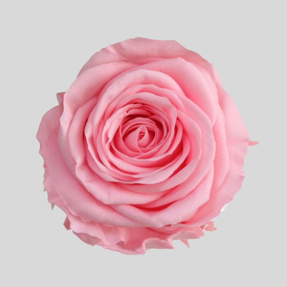 Evighedsros Box Large – Roseboks