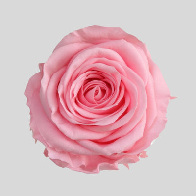 Evighedsros Box Large – Roseboks