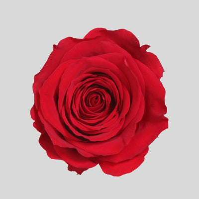 Detaljbild av Evighetsros Box Large - Rosbox i rosa