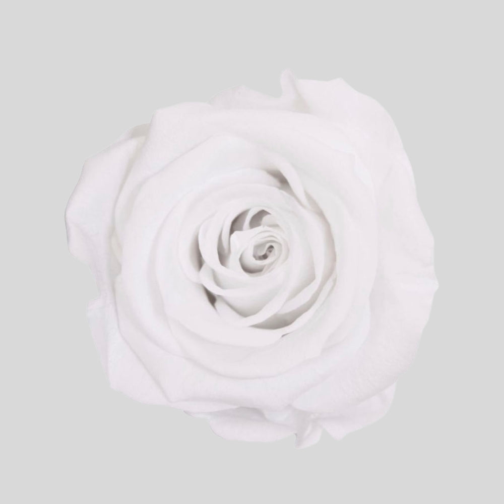 Evighedsrose Rosenboks 9 stk.