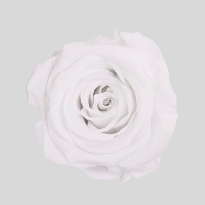 Evighedsrose Rosenboks 9 stk.