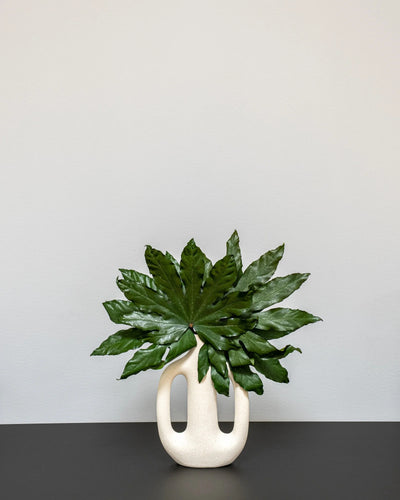 Närbild på detaljerna i Aralia