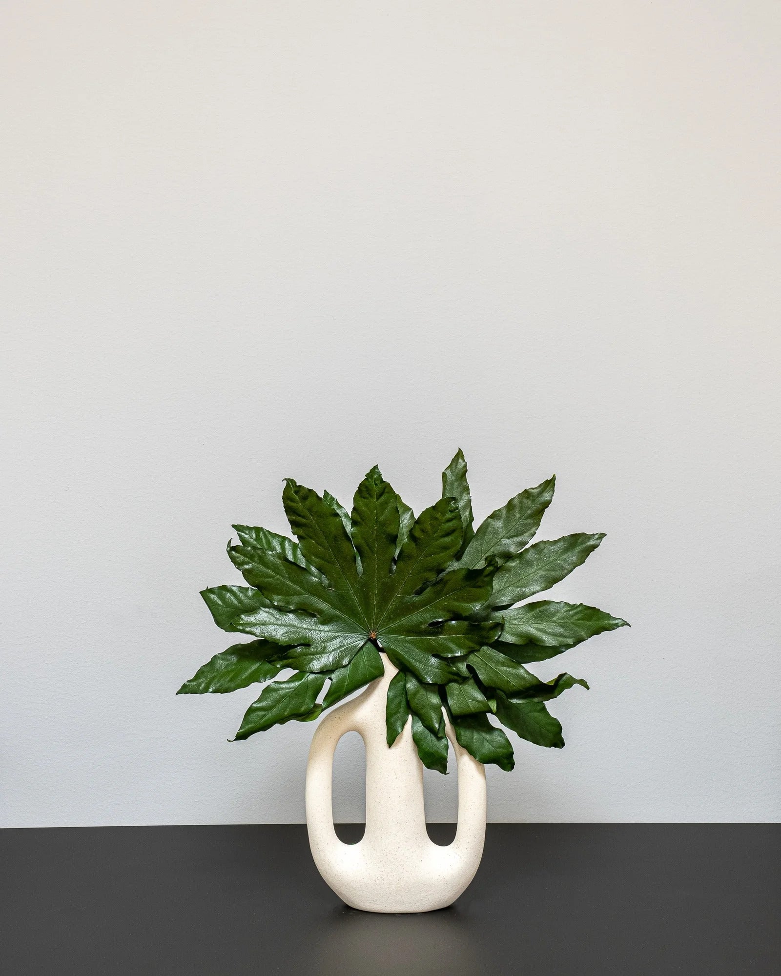 Aralia – konserverad växt från Forever Flora i grön