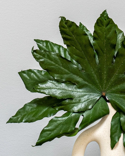 Aralia som grön dekoration för hem och inredning