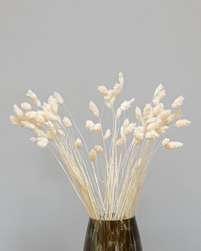 Detaljbild av Phalaris