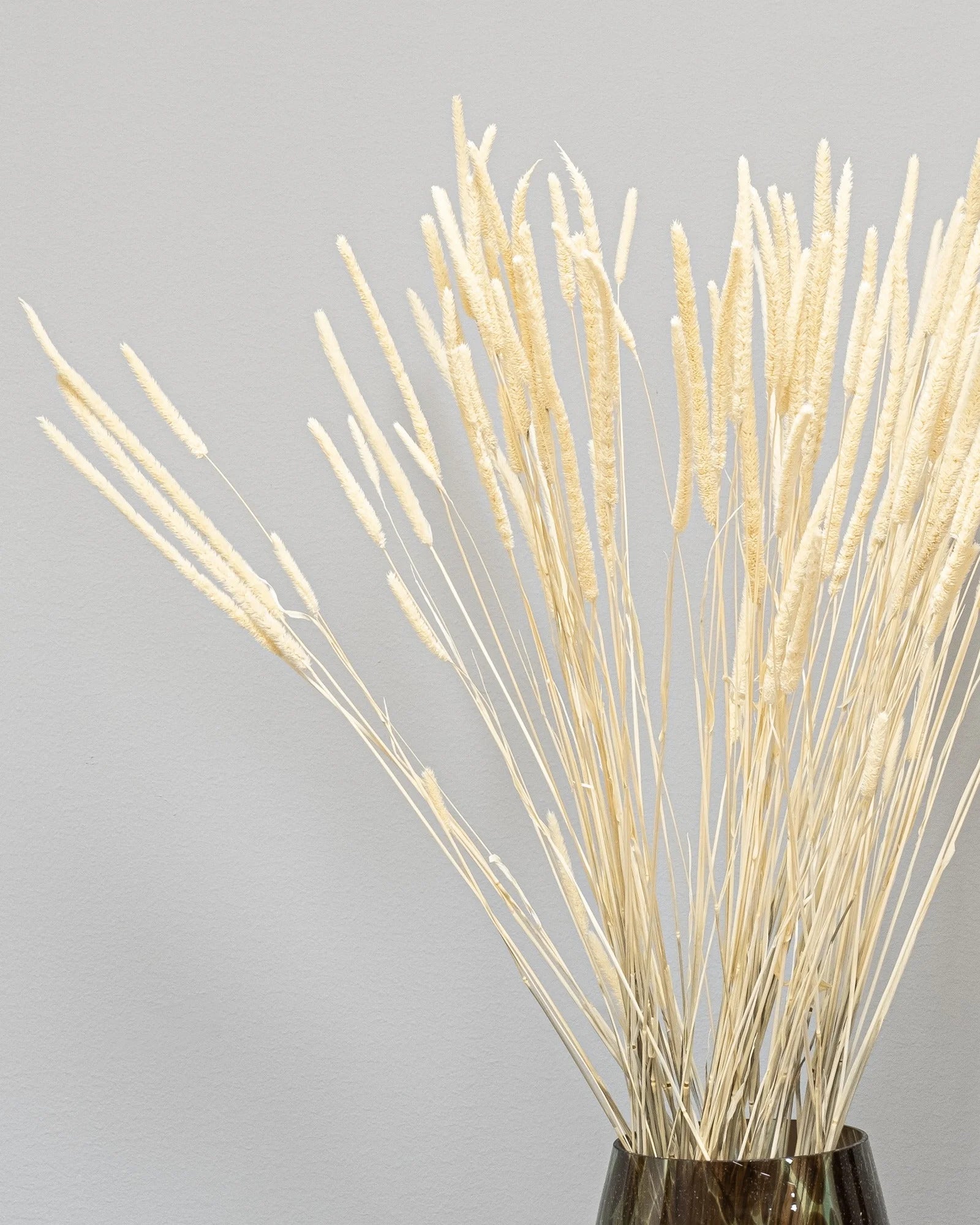 Phleum Blekt Vit som vasdekoration för hem och inredning