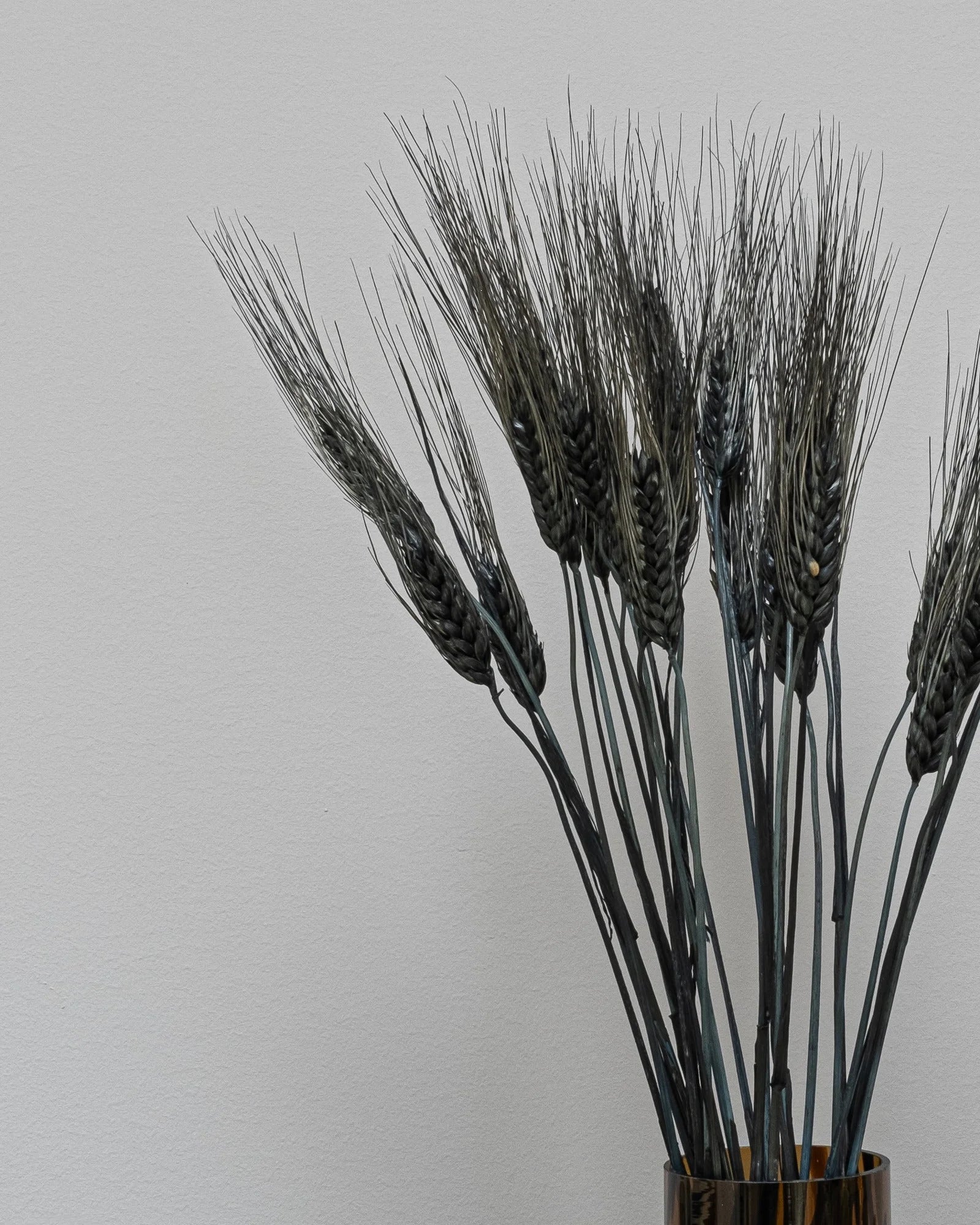 Triticum Vete för långvarig inomhusdekoration