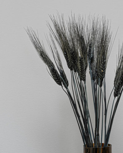 Triticum Vete för långvarig inomhusdekoration