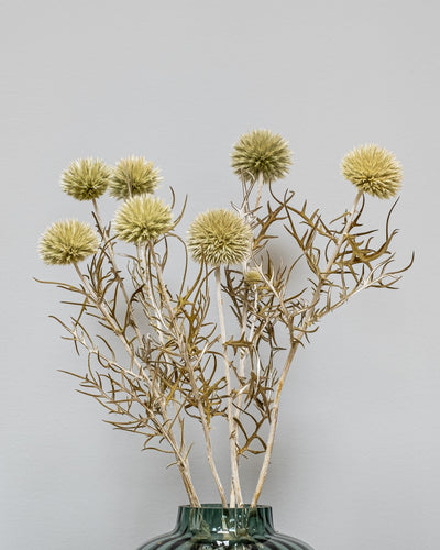 Giant Globe Thistle – Preserved Flowers
